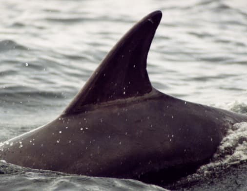 Left Dorsal Fin
