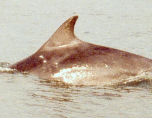 Left Dorsal Fin