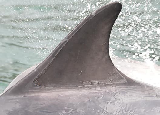 Left Dorsal Fin