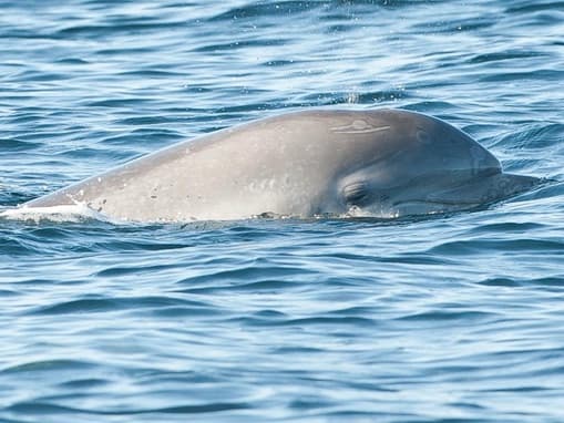 General photo of Eggyolk