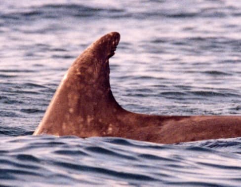 Left Dorsal Fin