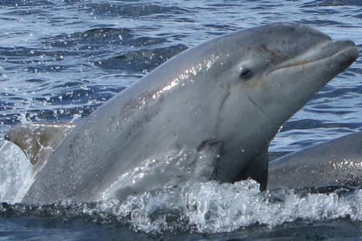 General photo of Tarly