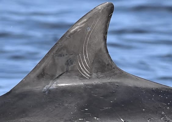 Left Dorsal Fin