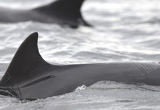 General photo of Pirate