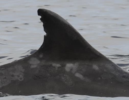 Left Dorsal Fin