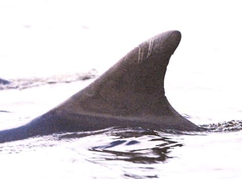 Left Dorsal Fin
