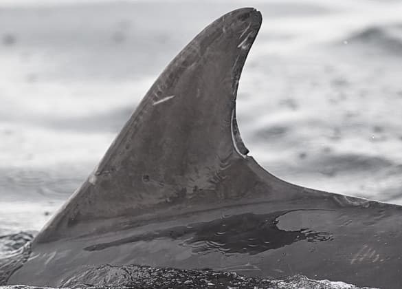 Left Dorsal Fin