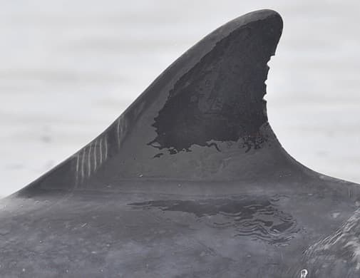 Left Dorsal Fin