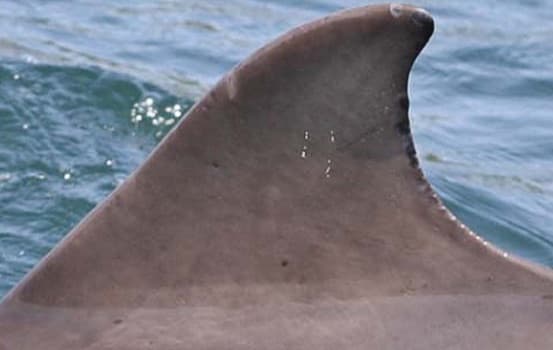 Left Dorsal Fin