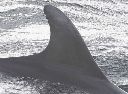 Left Dorsal Fin