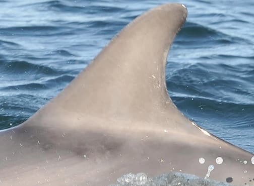 Left Dorsal Fin