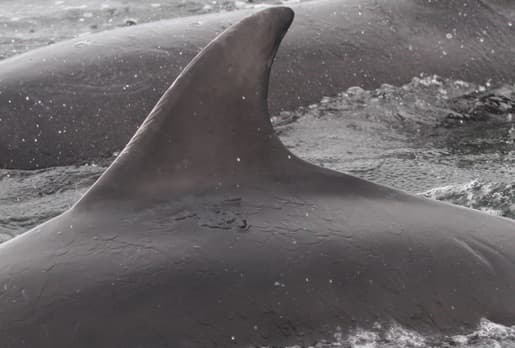 Left Dorsal Fin