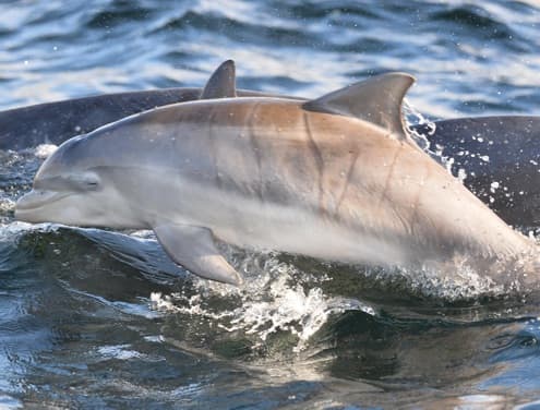 General photo of null