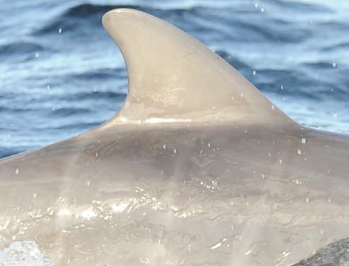 Left Dorsal Fin