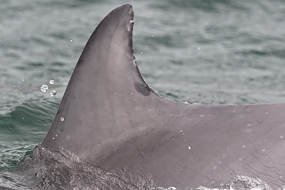 Left Dorsal Fin