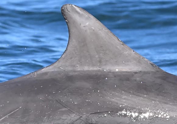 Left Dorsal Fin