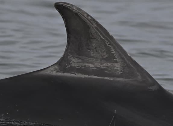 Left Dorsal Fin