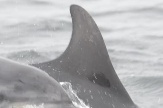 General photo of Pixie (Petri)