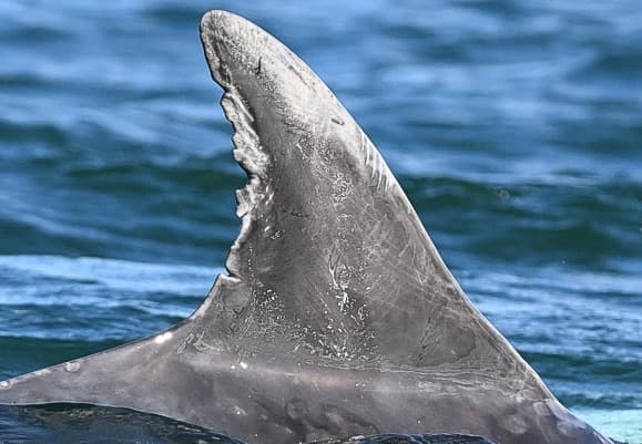 Left Dorsal Fin