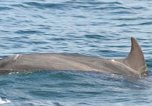 General photo of Muller