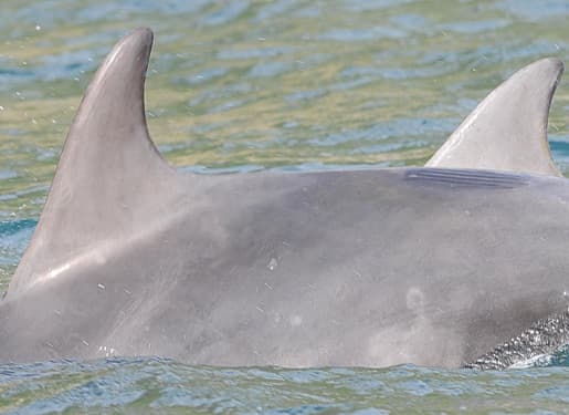 General photo of Dipsy