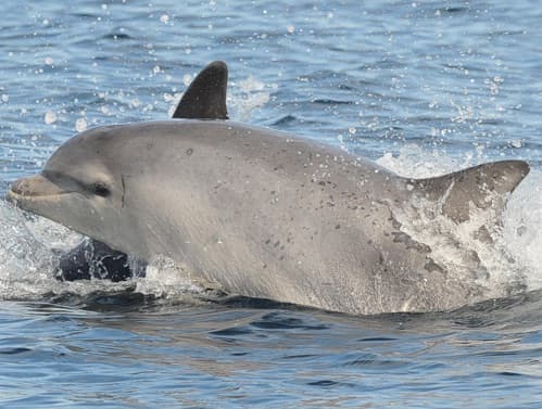 General photo of Pride