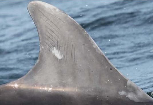 Left Dorsal Fin