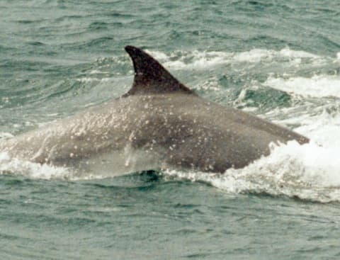 Left Dorsal Fin