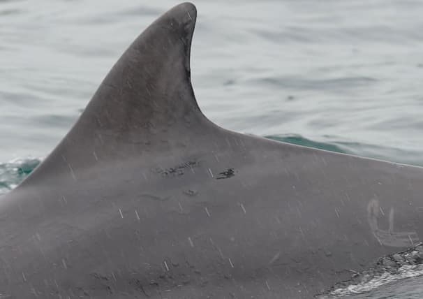 Left Dorsal Fin