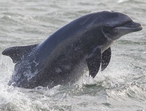 General photo of Big Tear (Mischief)