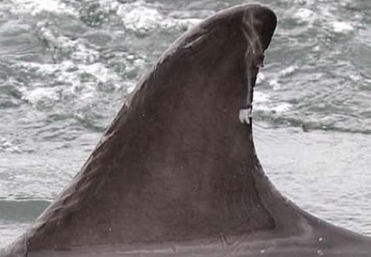 Left Dorsal Fin
