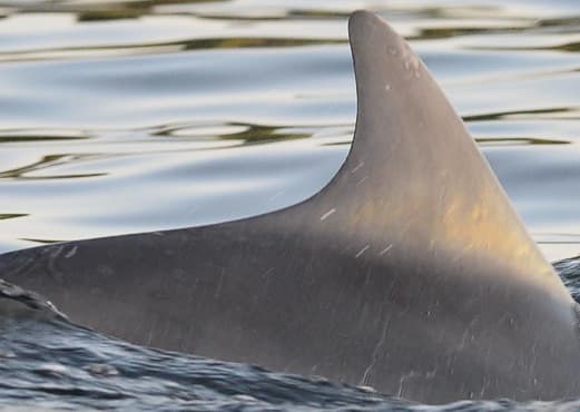 Left Dorsal Fin