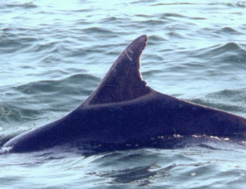 Left Dorsal Fin