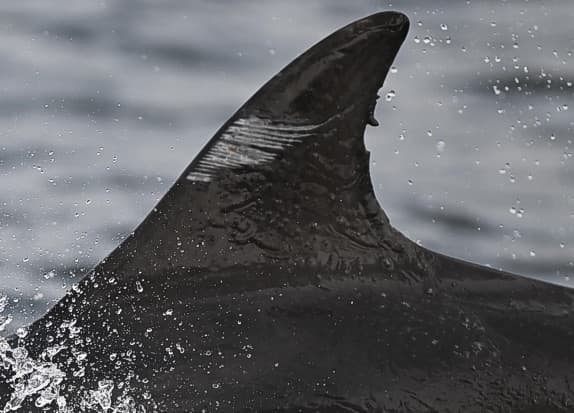 Left Dorsal Fin