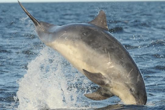 General photo of Skye