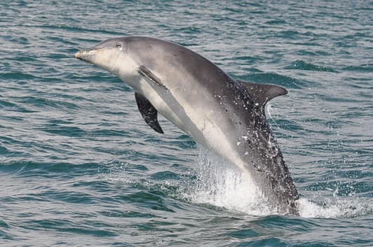 General photo of Ranga