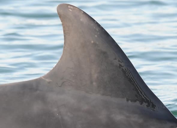 Left Dorsal Fin