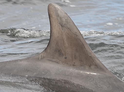 Left Dorsal Fin