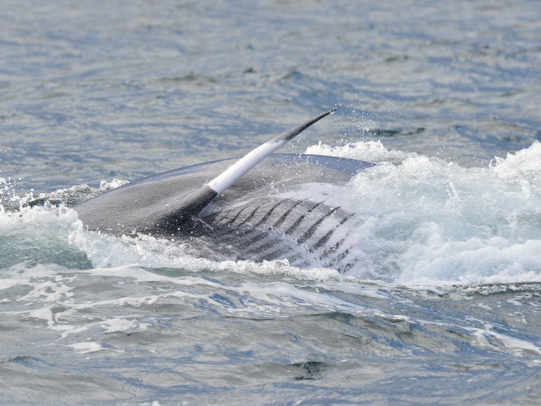 Feeding strike, right side down, left pectoral fin in the air. These rorqual whales are lunge feeders, engulfing large mouthfuls of baitfish with repeated, powerful feeding strikes