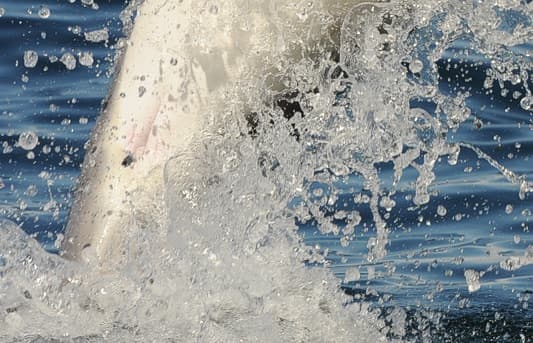 General photo of Ceylin