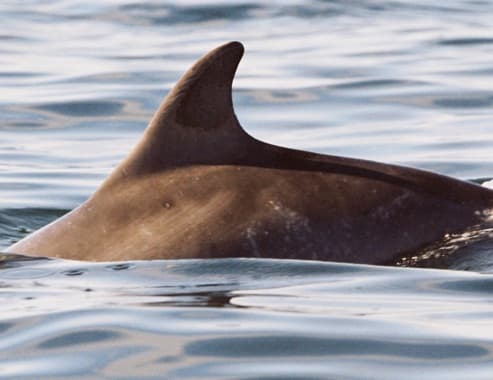 Left Dorsal Fin