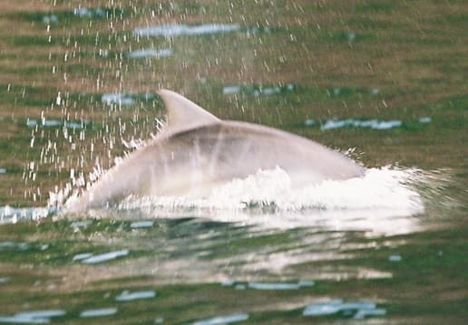 Left Dorsal Fin