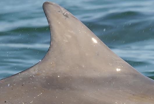 Left Dorsal Fin