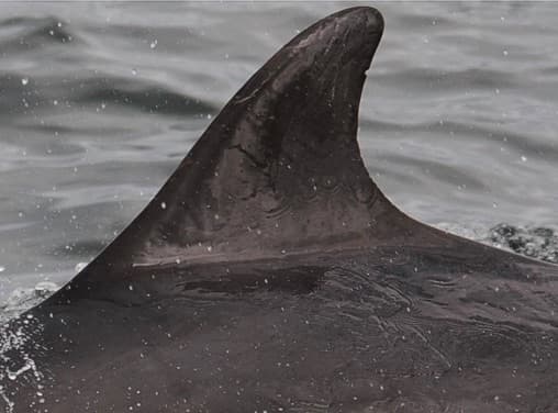 Left Dorsal Fin