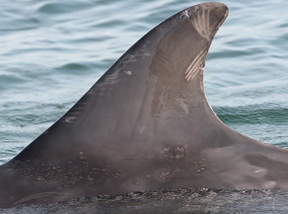 Left Dorsal Fin