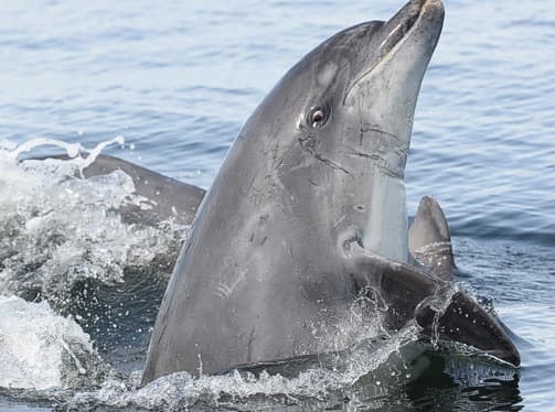 General photo of Ranga