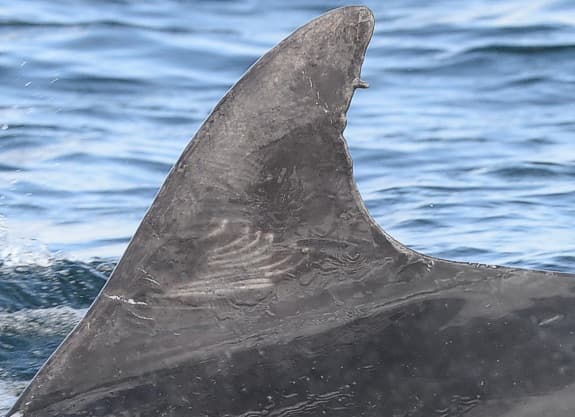 Left Dorsal Fin