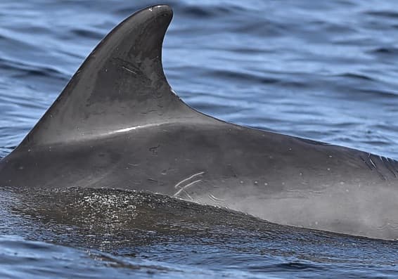 Left Dorsal Fin
