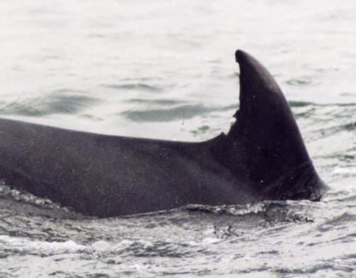 Left Dorsal Fin