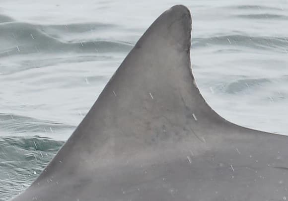 Left Dorsal Fin